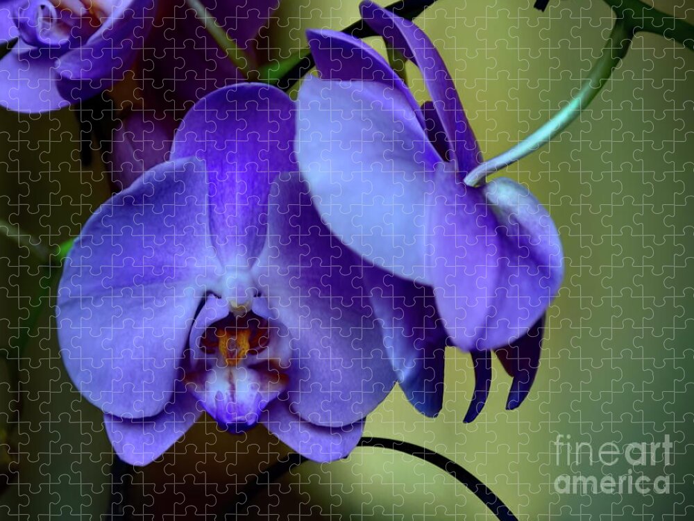 Orchids Jigsaw Puzzle featuring the photograph Whispers by Diana Mary Sharpton