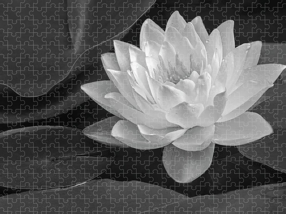 Waterlily Jigsaw Puzzle featuring the photograph White and Gold Waterlily BW by Susan Candelario