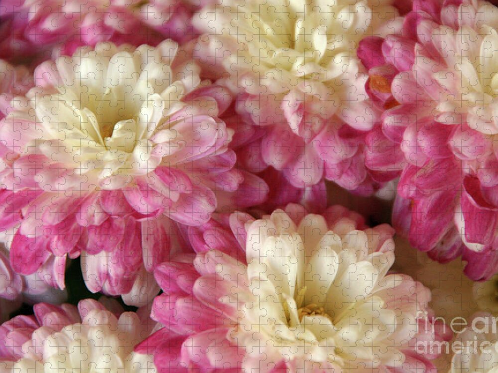Flora Jigsaw Puzzle featuring the photograph White and Pink Mums by Mariarosa Rockefeller