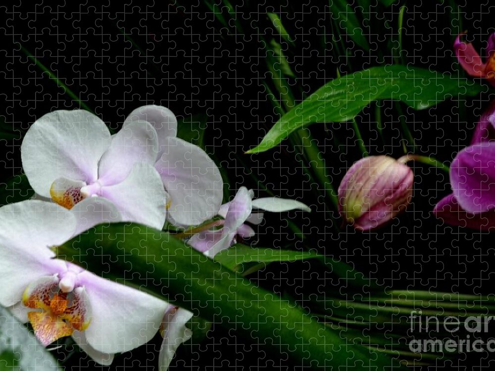White Orchid Blooms Photo Jigsaw Puzzle featuring the photograph White and Pink Orchid Blooms Against the Night by Expressions By Stephanie