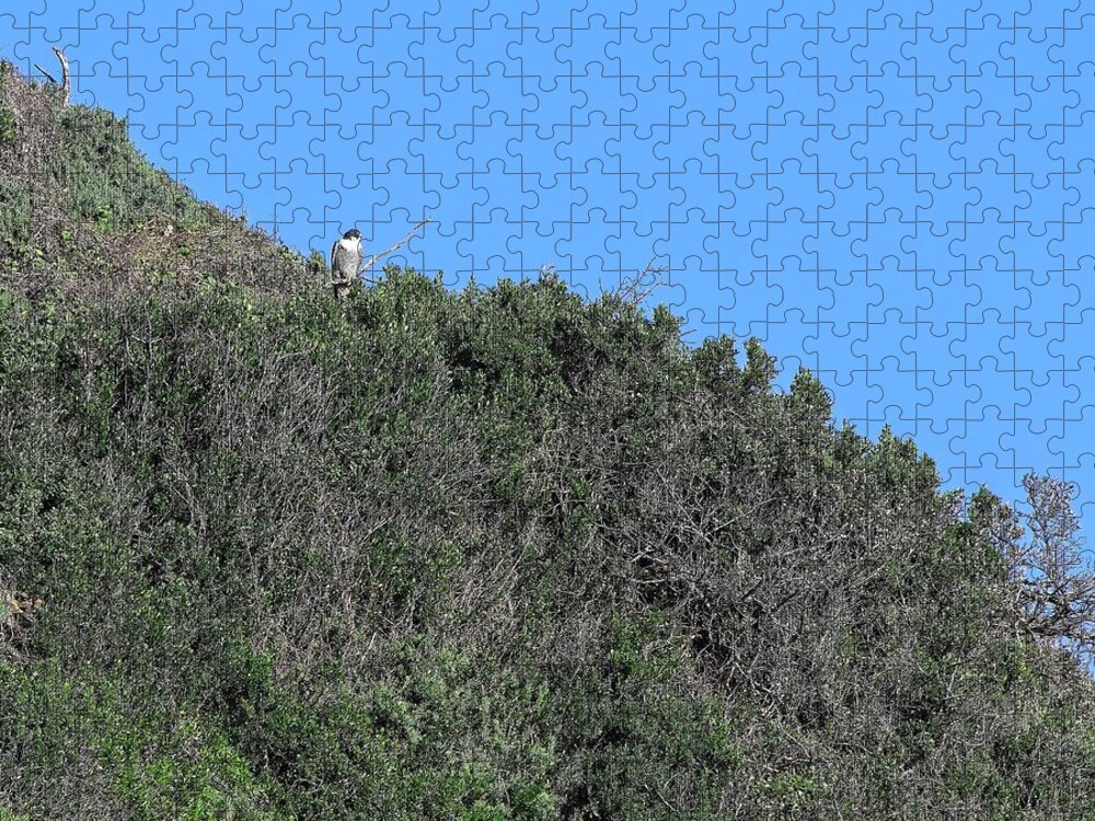 Batemans Bay Jigsaw Puzzle featuring the photograph White-bellied sea eagle - Batemans Bay, Australia by Steven Ralser