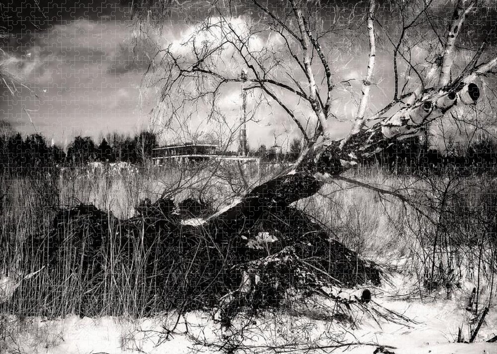 Black And White Photography Jigsaw Puzzle featuring the photograph White Birch Or Desire to Live by Aleksandrs Drozdovs
