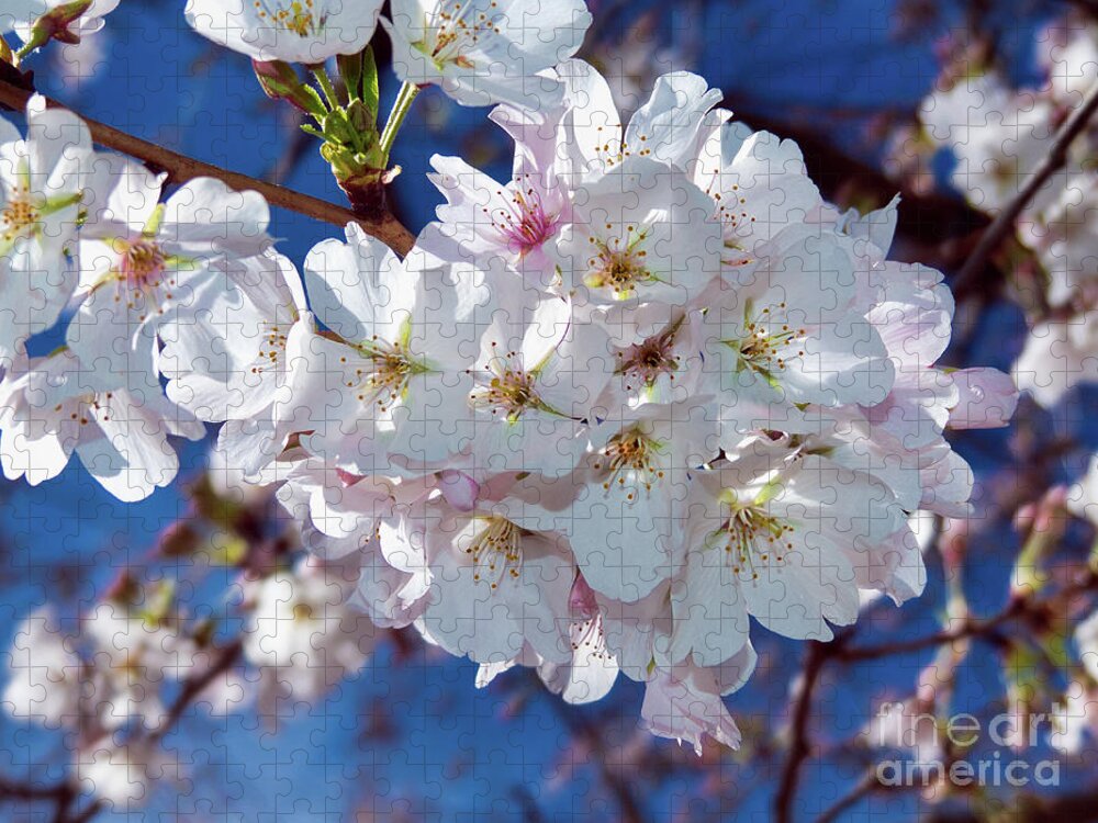 Cherry Tree Jigsaw Puzzle featuring the photograph White Blossoms with Carolina Blue by Amy Dundon