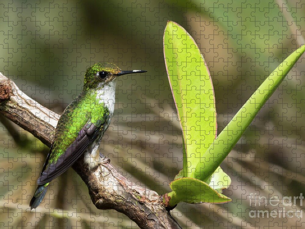 White-booted Racket-tail Jigsaw Puzzle featuring the photograph White-Booted Racket-Tail Female by Eva Lechner