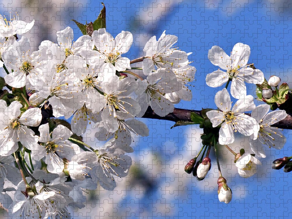 White Cherry Blossoms Jigsaw Puzzle featuring the photograph White Cherry Blossoms by Silva Wischeropp