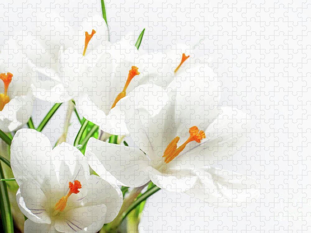 Crocus Jigsaw Puzzle featuring the photograph White crocuses by Delphimages Photo Creations