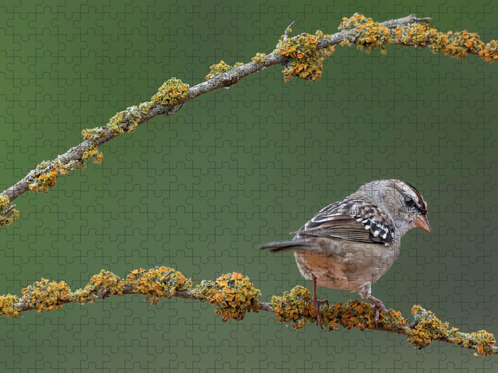 White-crowned Sparrow Jigsaw Puzzle featuring the photograph White-crowned uparrow by Puttaswamy Ravishankar