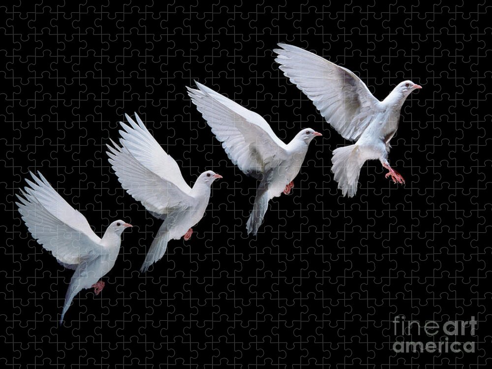 Columba Livia Jigsaw Puzzle featuring the photograph White dove in flight multiple exposure 4 on black by Warren Photographic