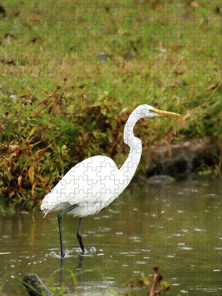 Animal Jigsaw Puzzle featuring the photograph White Egret by Lens Art Photography By Larry Trager