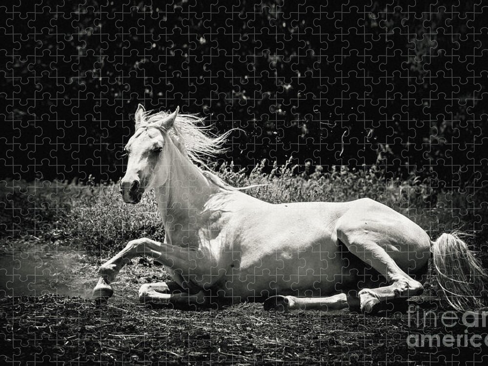 Horse Jigsaw Puzzle featuring the photograph White Horse Laying Down by Dimitar Hristov