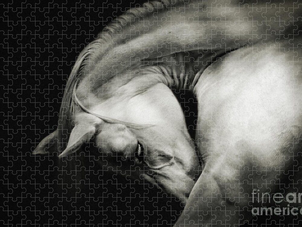 Horse Jigsaw Puzzle featuring the photograph White Horse Sensual Portrait On Black Background by Dimitar Hristov