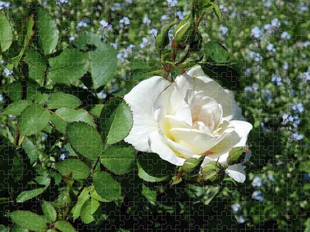 White June Roses Jigsaw Puzzle featuring the photograph White June Rose by Ee Photography