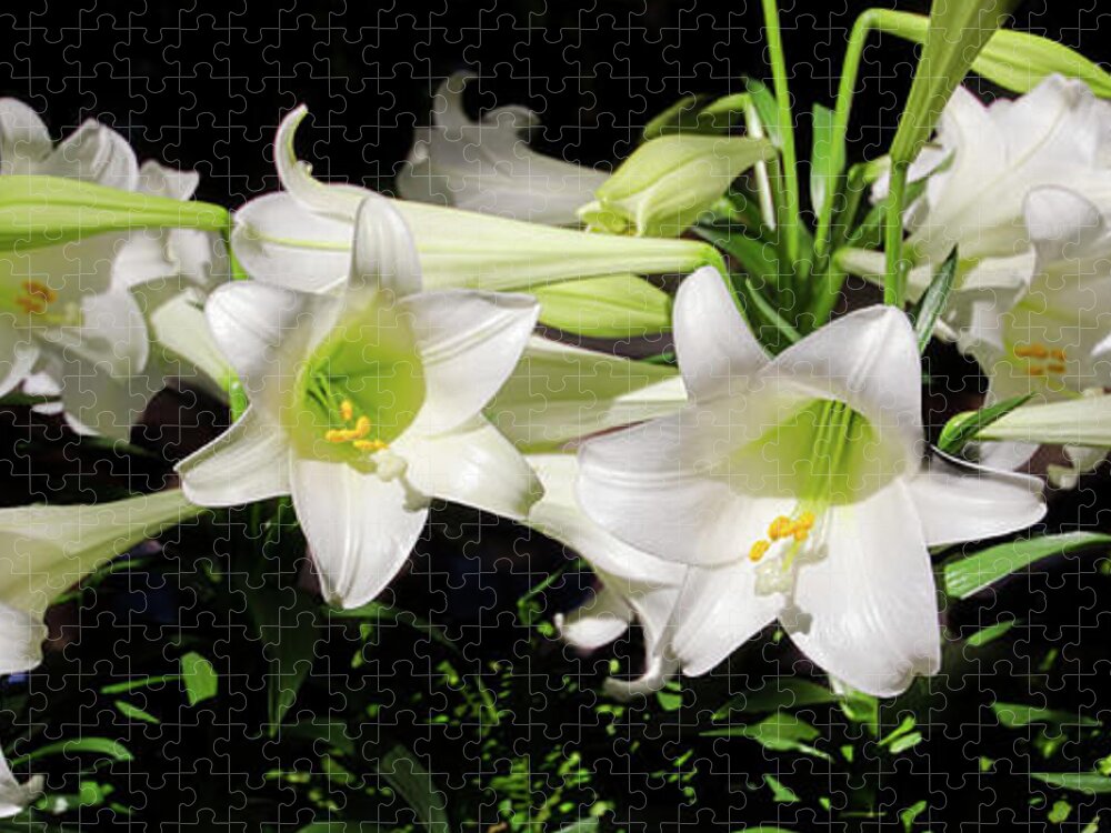 Black Background Jigsaw Puzzle featuring the photograph White Lilies by Crystal Wightman