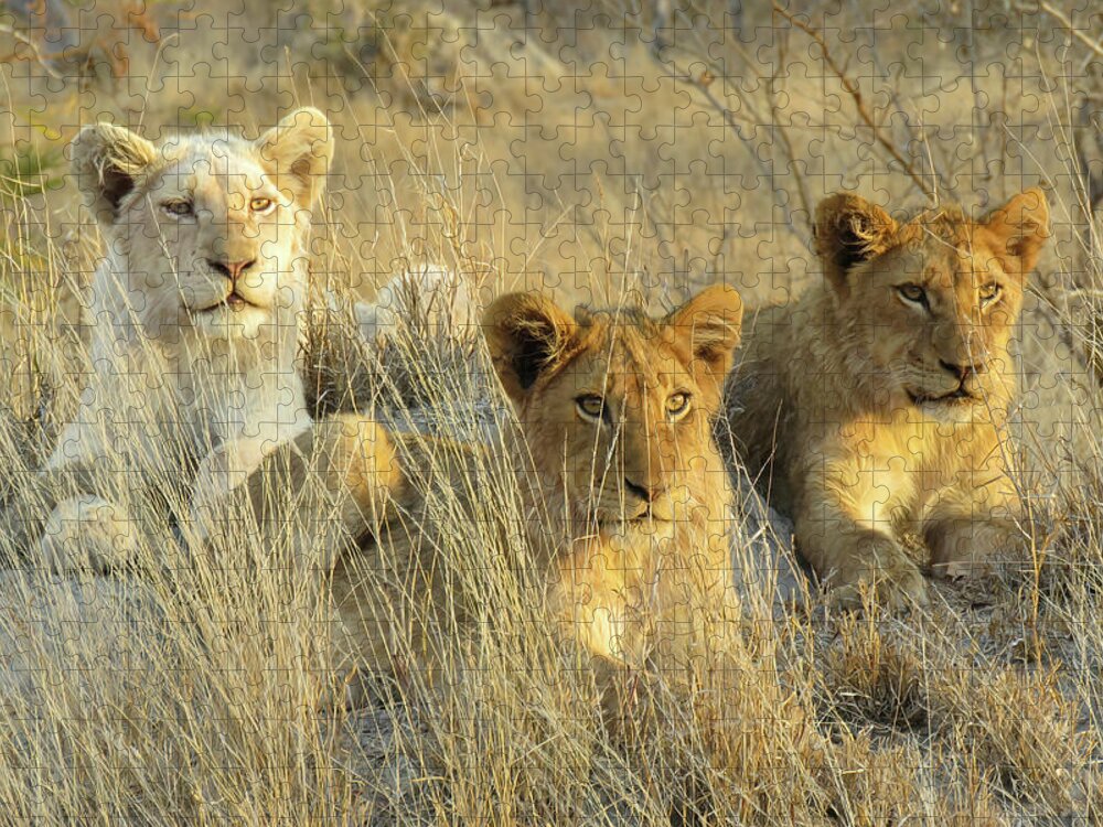 Strahl Jigsaw Puzzle featuring the photograph White Lion with Siblings by Cheryl Strahl