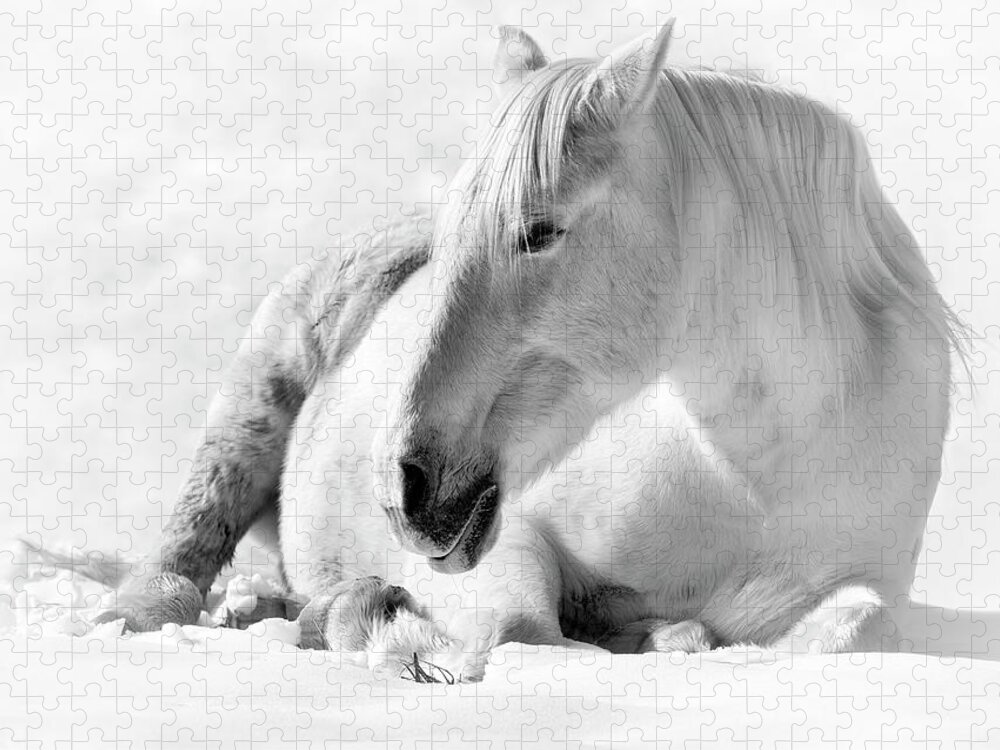 Andalusian Jigsaw Puzzle featuring the photograph White on White by Art Cole