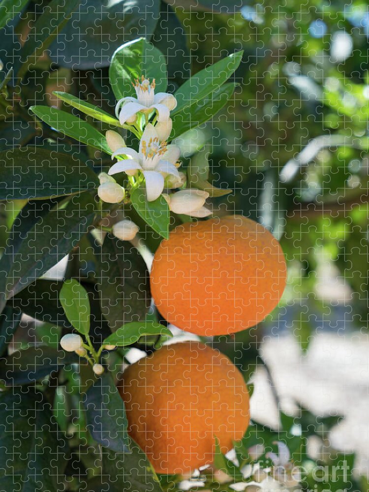 Orange Blossom Jigsaw Puzzle featuring the photograph White orange blossom, fruits and floral beauty in the mediterranean sunlight by Adriana Mueller