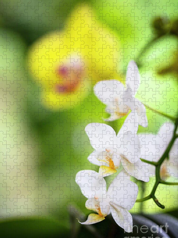 Background Jigsaw Puzzle featuring the photograph White Orchid Flowers by Raul Rodriguez