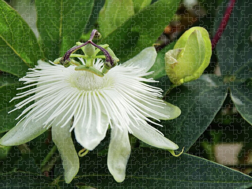 White Jigsaw Puzzle featuring the photograph White Passion Flower by Jeff Townsend