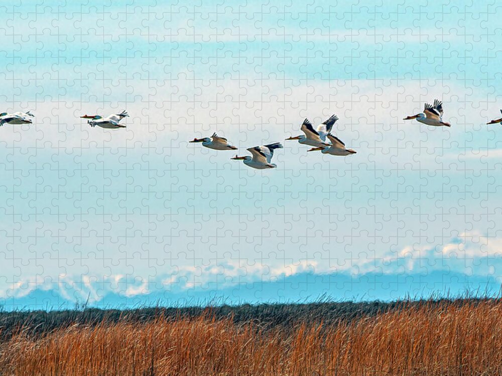 Pelican Jigsaw Puzzle featuring the photograph White Pelicans in flight by Rick Mosher