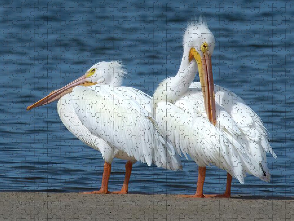 White Pelican Jigsaw Puzzle featuring the photograph White Pelicans by Rebecca Herranen
