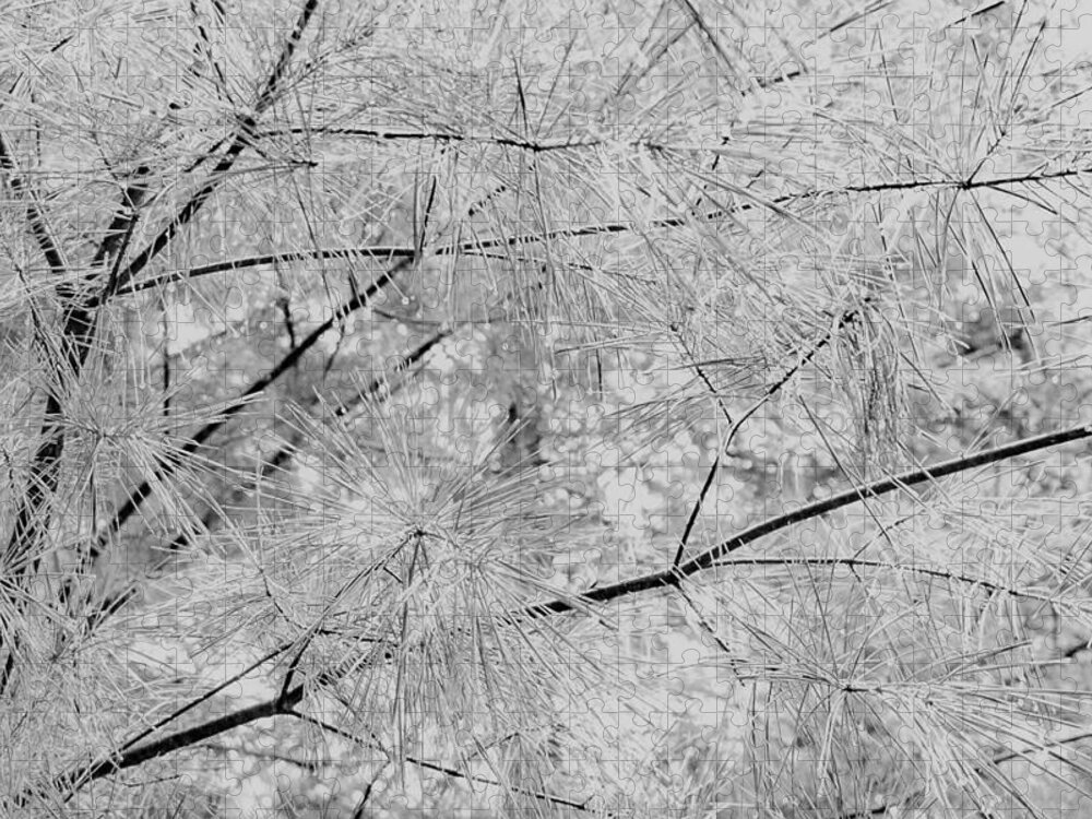 #trees#botanicals#bentcreekforest#blackandwhitephotos#pisgahnationalforest#ashevillenorthcarolina#usa Jigsaw Puzzle featuring the photograph White Pine by Katherine Y Mangum
