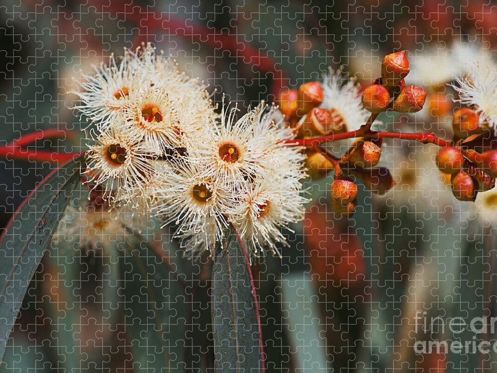 Corymbia Ficifolia Jigsaw Puzzle featuring the photograph White Snowflake Eucalyptus Flowers by Joy Watson