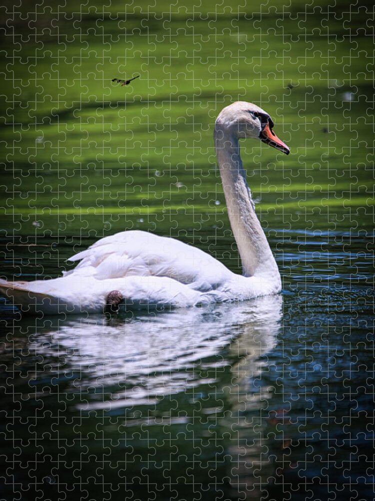 Swan Jigsaw Puzzle featuring the photograph White Swan On Lake by Rene Vasquez