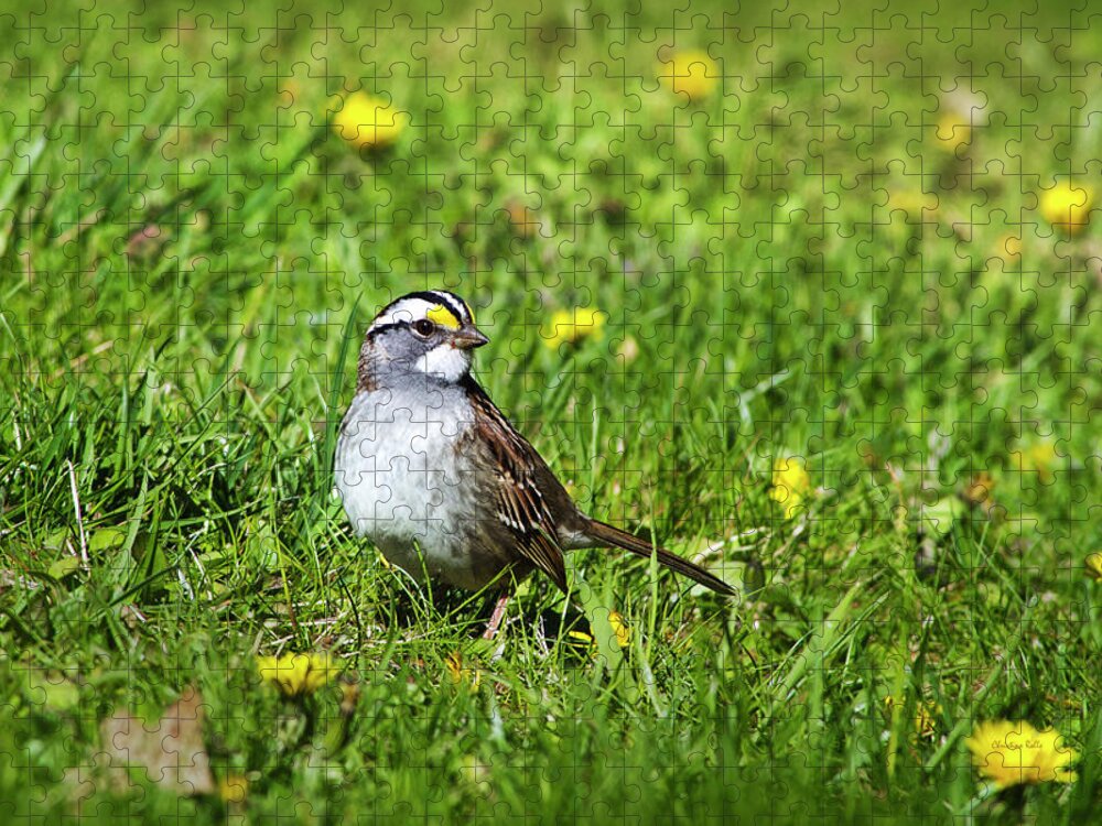 Bird Jigsaw Puzzle featuring the photograph White Throated Sparrow by Christina Rollo