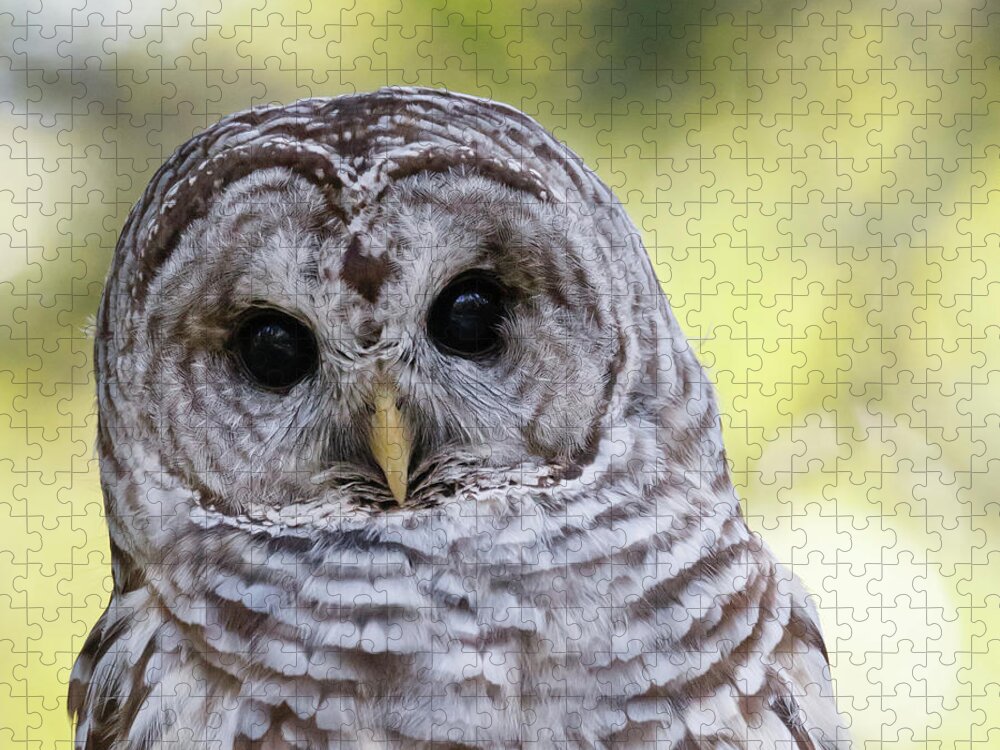 Nature Jigsaw Puzzle featuring the photograph Who Me? - Barred Owl by Belen Bilgic Schneider