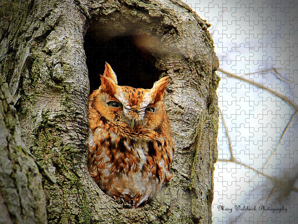Eastern Screech Owl Red Morph Jigsaw Puzzle featuring the photograph Whooo are You by Mary Walchuck