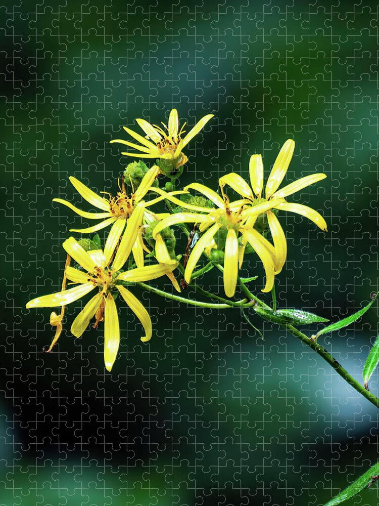 Whorled Rosinweed Jigsaw Puzzle featuring the photograph Whorled Rosinweed - 001 by Flees Photos