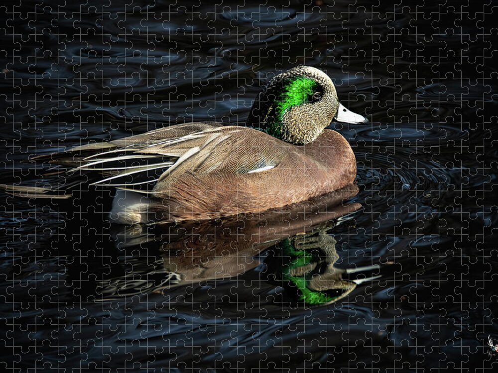 Americanwigeon Jigsaw Puzzle featuring the photograph Wigeon by Pam Rendall