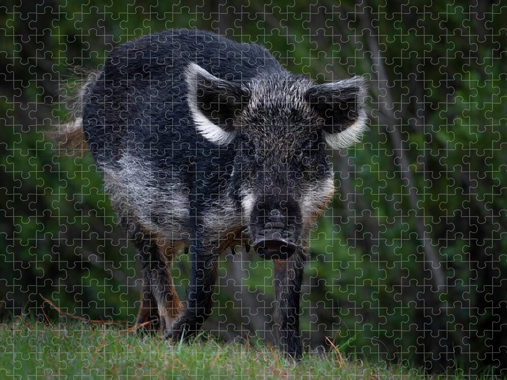 Hog Jigsaw Puzzle featuring the photograph Wild Boar by Larry Marshall