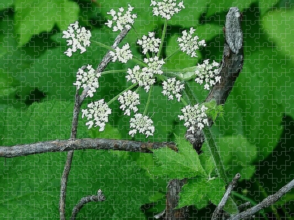 Wild Cicely Jigsaw Puzzle featuring the photograph Wild Cicely by Tracey Vivar