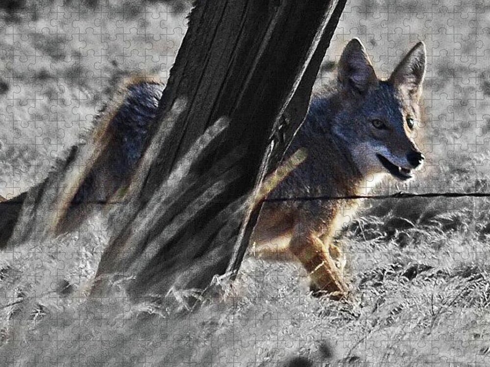  Jigsaw Puzzle featuring the digital art Wild Coyote by Fred Loring