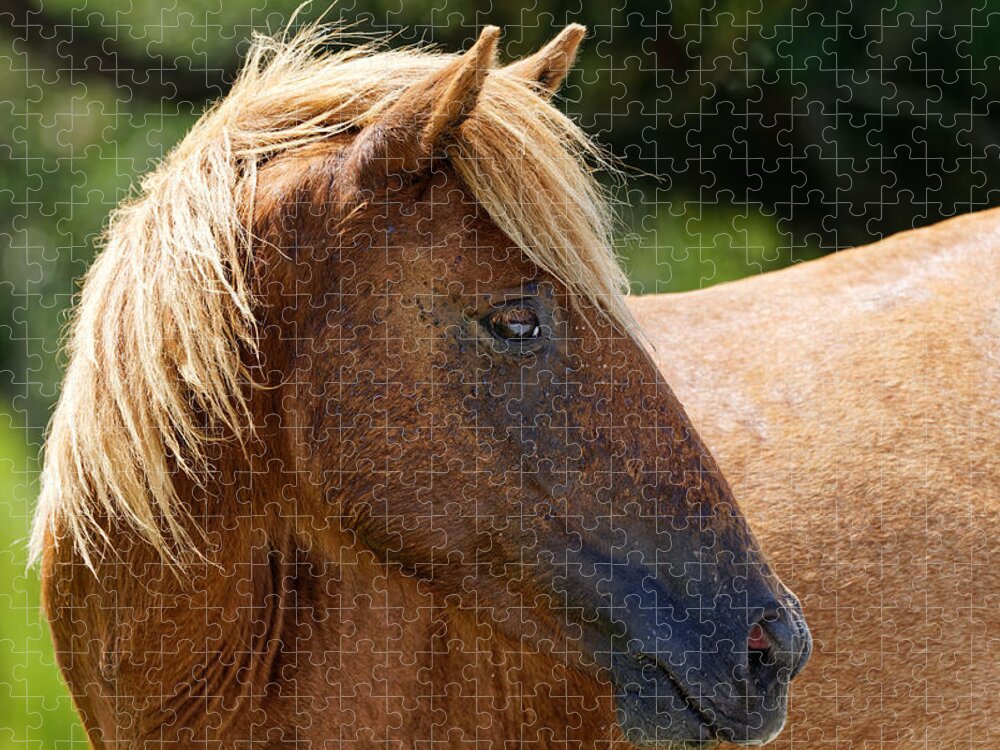 Wild Horse Jigsaw Puzzle featuring the photograph Wild Horse Portrait #1 by Ken Fullerton
