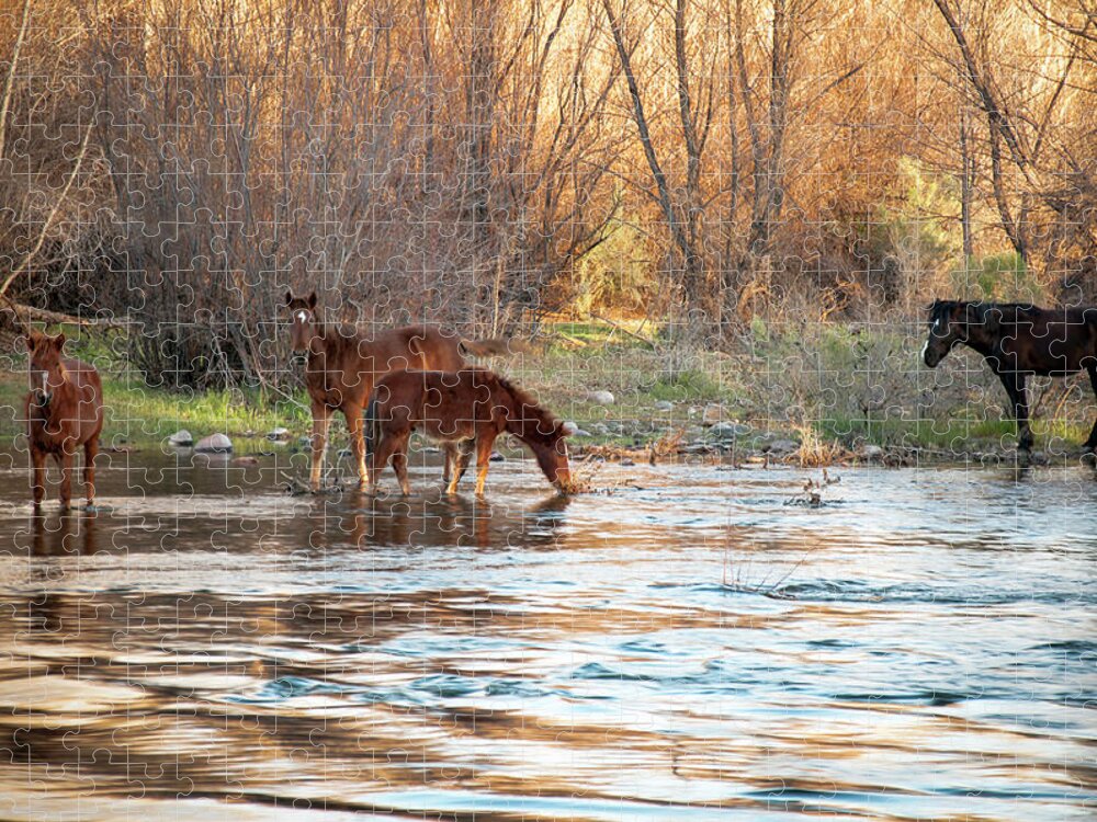 Wild Horses Jigsaw Puzzle featuring the photograph Wild Horses on The Verde River by Cheryl Prather