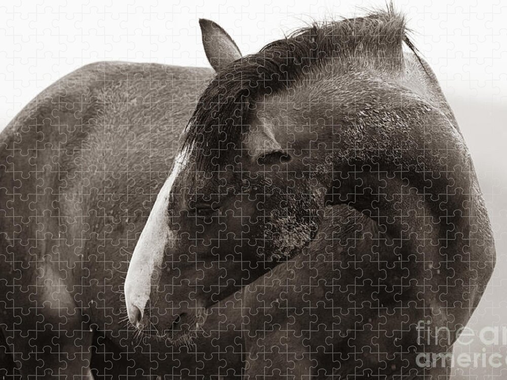 Horse Jigsaw Puzzle featuring the photograph Wild in the Rain by Lisa Manifold