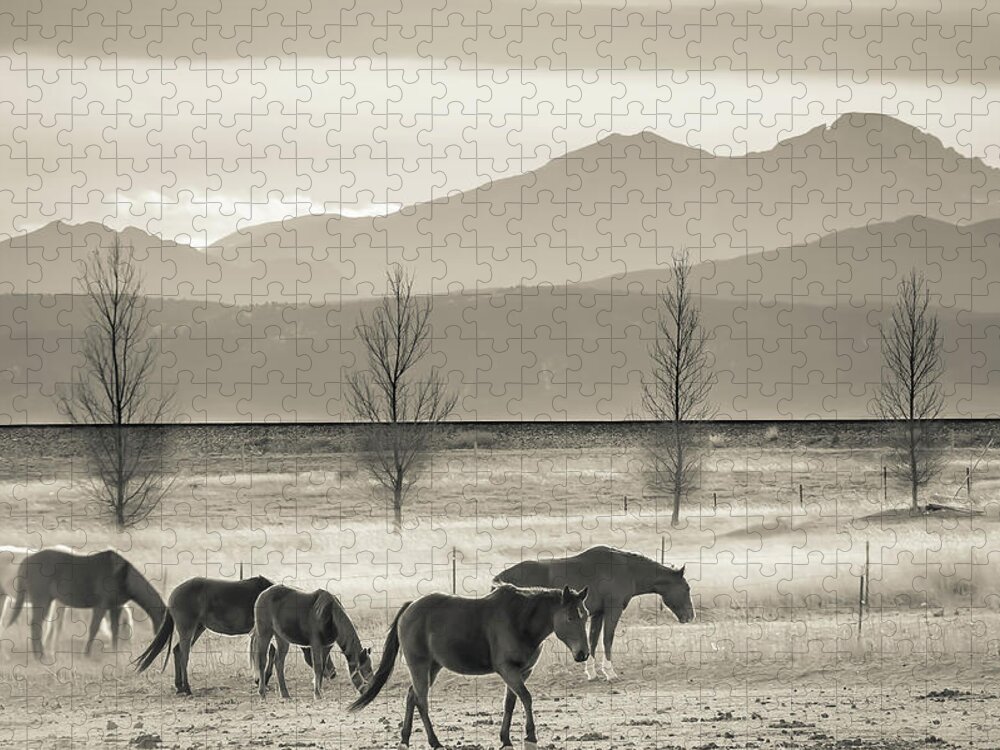 Rocky Mountains Jigsaw Puzzle featuring the photograph Wild Mountain Horses - Sepia by Gregory Ballos