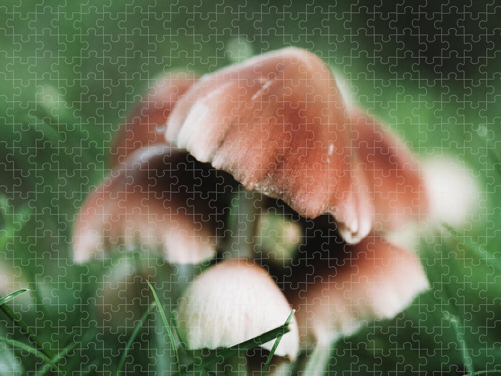 Plants Jigsaw Puzzle featuring the photograph Wild Mushrooms - Nature Photography by Amelia Pearn