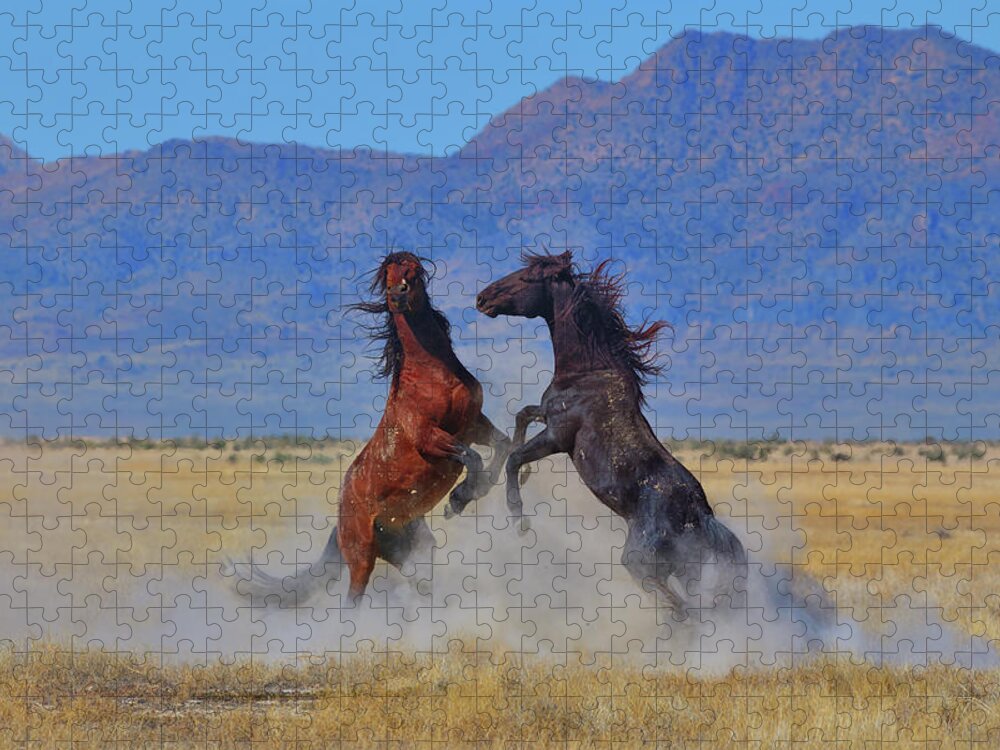 Wild Horses Jigsaw Puzzle featuring the photograph Wild Stallion Dust Up by Greg Norrell