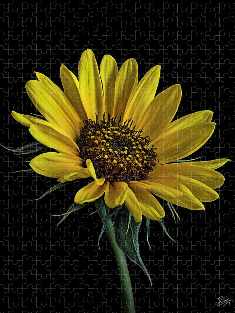 Wild Sunflower Jigsaw Puzzle featuring the photograph Wild Sunflower by Endre Balogh