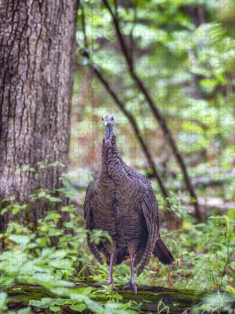 Wild Turkey Jigsaw Puzzle featuring the photograph Wild Turkey on a Log by Susan Rissi Tregoning