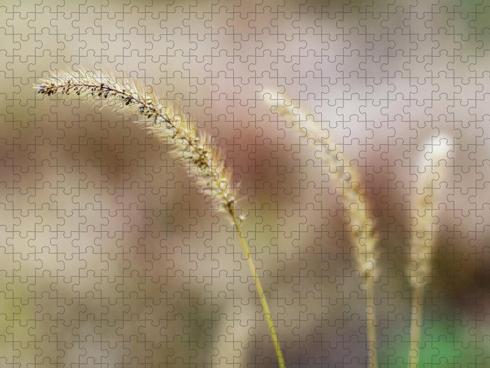 Grass Jigsaw Puzzle featuring the photograph Wild Wheat Close Up by Amelia Pearn