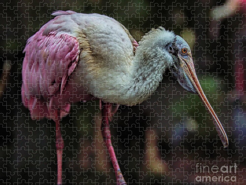 Florida Jigsaw Puzzle featuring the photograph Wildlife_Roseate Spoonbill_Everglades National Park_IMGL5655 by Randy Matthews