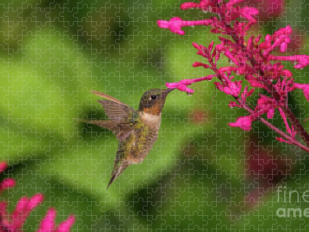 Wildlife Jigsaw Puzzle featuring the photograph Wildlife_Ruby Throated Hummingbird_BYWF_N0A8153 by Randy Matthews