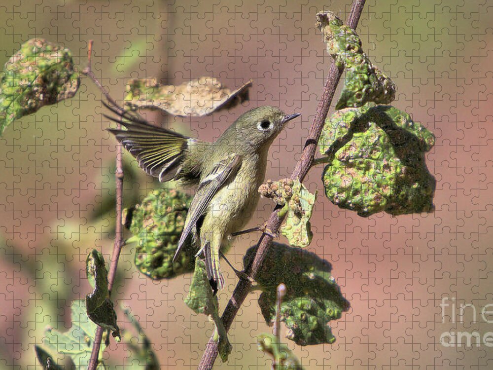 Zion National Park Jigsaw Puzzle featuring the photograph Wildlife_Scarlett Crowned Kinglet_Zion NP_0F7A0072 by Randy Matthews