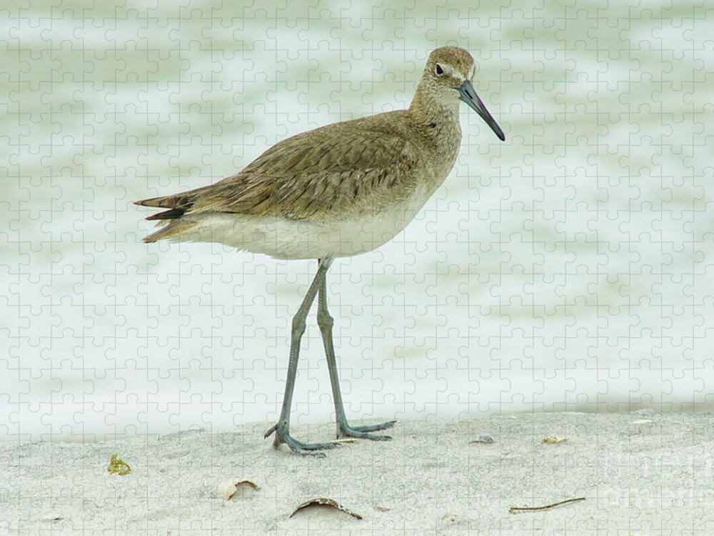 Willet Jigsaw Puzzle featuring the photograph Willet by Felix Lai