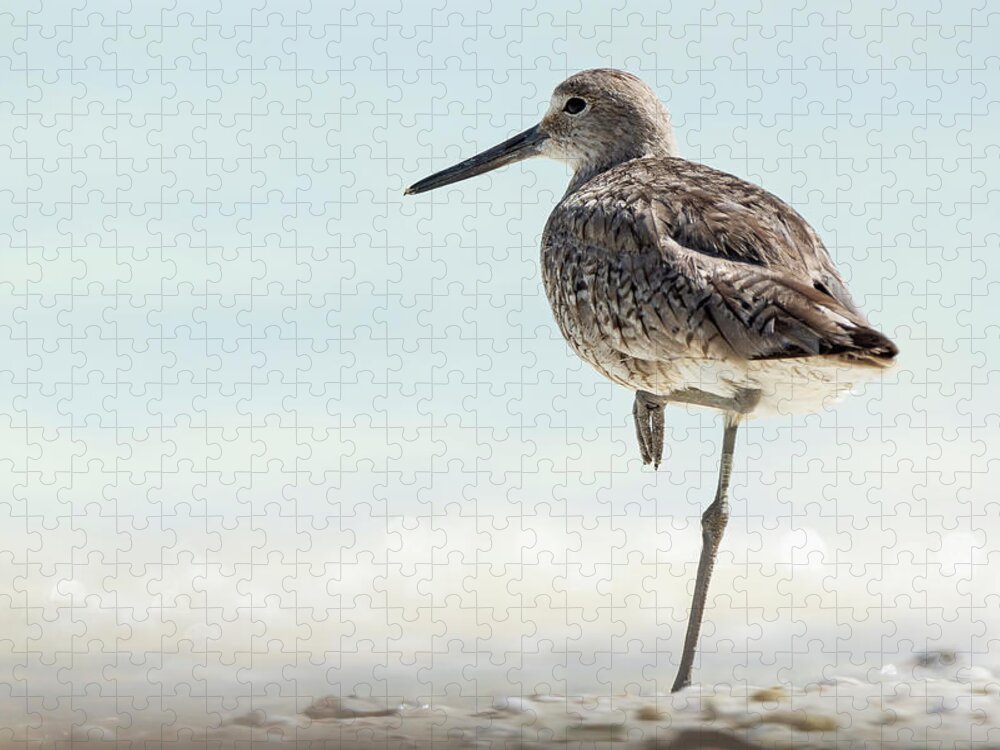 Tringa Semipalmata Jigsaw Puzzle featuring the photograph Willet - Tringa semipalmata by Olivier Parent