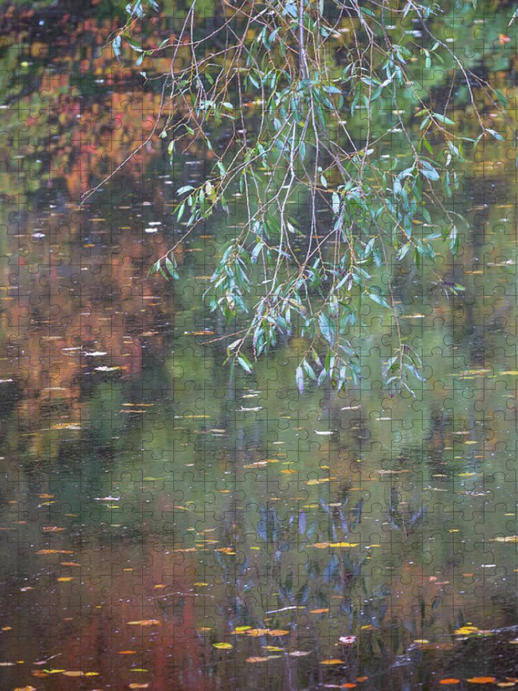Willow Tree Jigsaw Puzzle featuring the photograph Willow leaves and reflections on a river in Autumn by Anita Nicholson